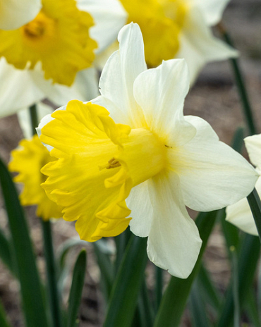 X 100 NARCISSUS VICTORIA 12/14