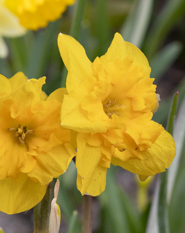 X 100 NARCISSUS YELLOW PARROT 12/14