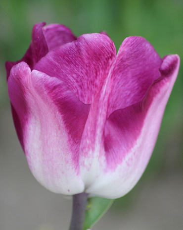 X 100 TULIPA SHIUN 11/12