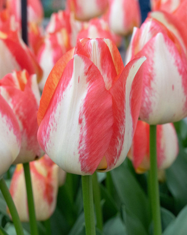 X 100 TULIPA SPRYNG SUNRISE 12/+