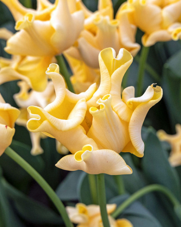 X 100 TULIPA YELLOW CROWN 12/+