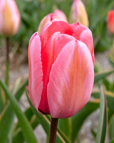 X 100 TULIPA DESIGN IMPRESSION 11/12