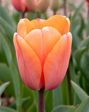 X 100 TULIPA APRICOT IMPRESSION 12/+