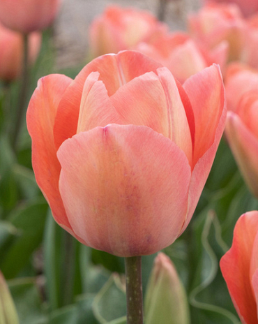 X 100 TULIPA SALMON VAN EIJK 11/12