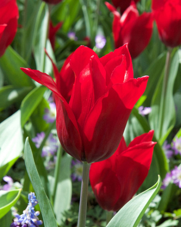 X 100 TULIPA PRETTY WOMAN 11/12
