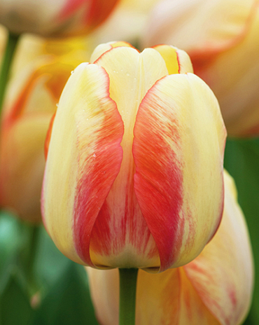 X 100 TULIPA BEAUTY OF SPRING 11/12