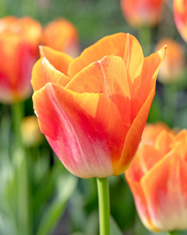 X 100 TULIPA SUNRISE DYNASTY 12/+