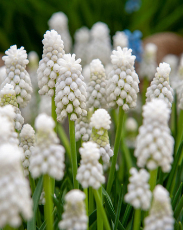X 100 MUSCARI AUCHERI WHITE MAGIC 8/9