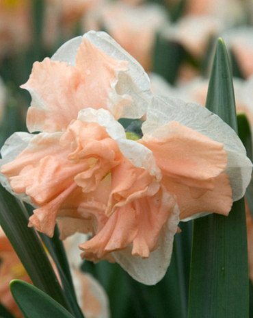 X 100 NARCISSUS APRICOT WHIRL 12/14