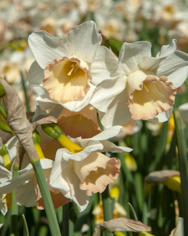 X 100 NARCISSUS COSMOPOLITAN 10/12