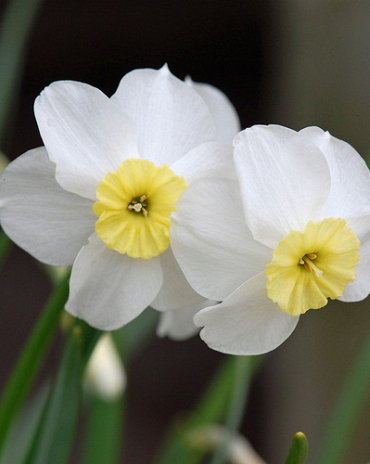 X 100 NARCISSUS SEGOVIA 12/14
