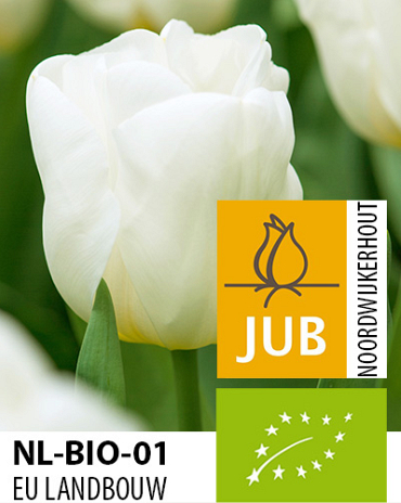 X 100 BIO TULIPA CALGARY 11/12