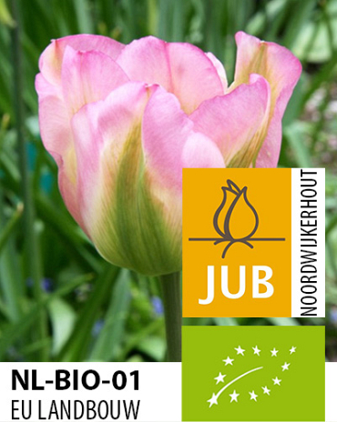 X 100 BIO TULIPA GROENLAND 11/12