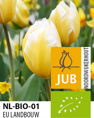 X 100 BIO TULIPA SWEETHEART 11/12