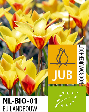 X 100 BIO TULIPA TACO 5/+