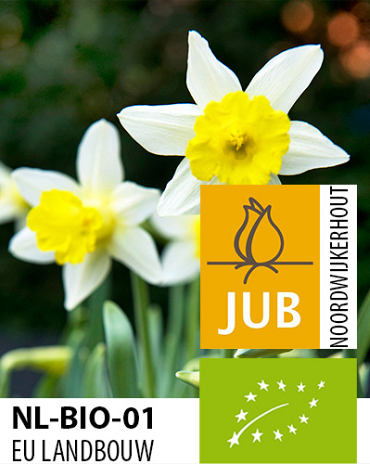 X 100 BIO NARCISSUS TOPOLINO 8/+