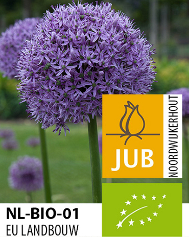 X   25 BIO ALLIUM GLADIATOR 20/+