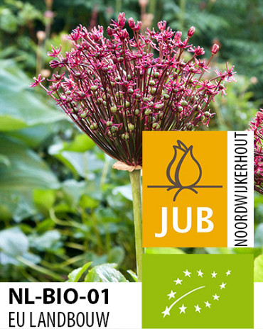 X   50 BIO ALLIUM MAGIC 8/+