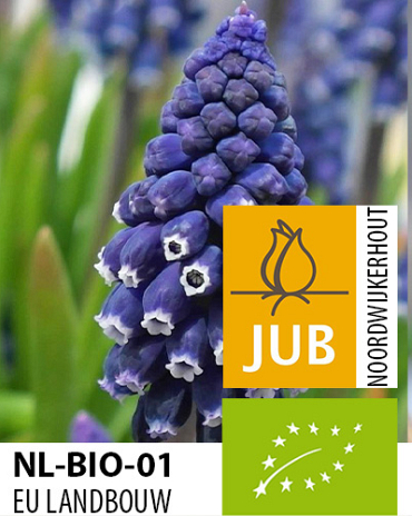 X 100 BIO MUSCARI JOYCE SPIRIT 7/8