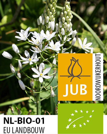 X   25 BIO ORNITHOGALUM SOCHII 12/+