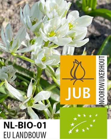 X 100 BIO ORNITHOGALUM WHITE TROPHY 6/+