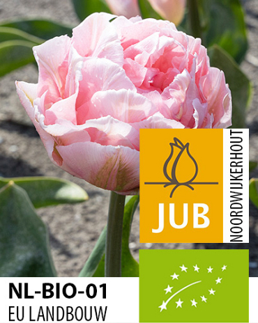 X 100 BIO TULIPA DREAMER 11/12