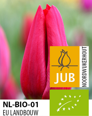 X 100 BIO TULIPA STRONG LOVE 11/12