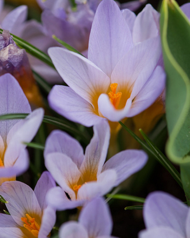 X 100 CROCUS SPECIE ETR. ROSALIND 5/+