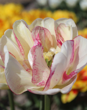 X 100 TULIPA DOUBLE SHAKE 11/12
