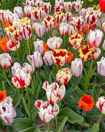 X 100 FLAMING BEAUTY MIX 11/12