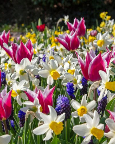 X 100 PALETTE OF SPRING I
