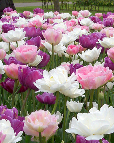 X 100 PEACEFUL PASTELS 11/12