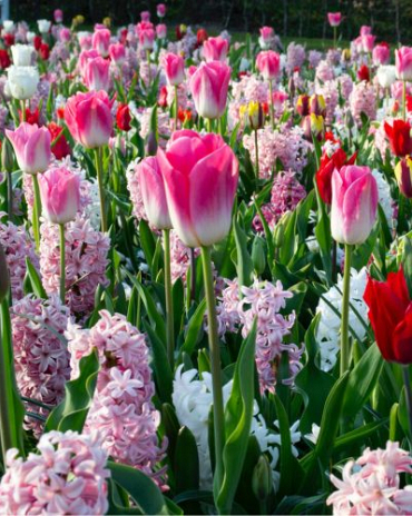 X 100 PINK REVELATION I