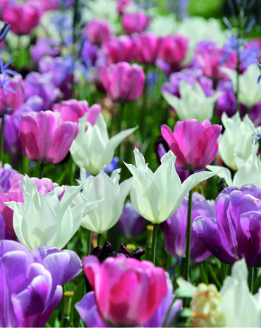 X 100 PURE AND PASTEL I
