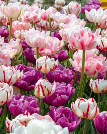 X 100 SPRING PEONIES 11/12
