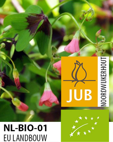 X 15 BIO OXALIS DEPPEI IRON CROSS 4/+