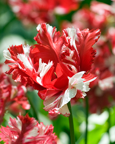 X 100 TULIPA ESTELLA RIJNVELD 12/+