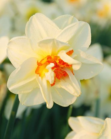 X 100 NARCISSUS FLOWER DRIFT 12/14