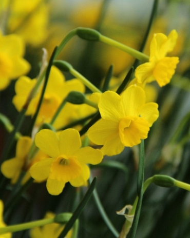 X 100 NARCISSUS MORE AND MORE 6/+