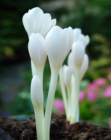 X   10 COLCHICUM AUTUMNALE ALBUM 13/+