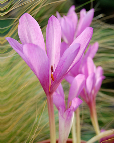 X   10 COLCHICUM GIANT 20/22