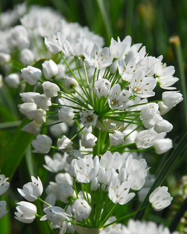X 100 ALLIUM NEAPOLITANUM 4/+