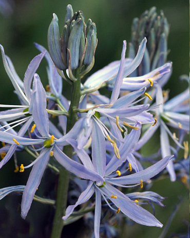 X   25 CAMASSIA CUSICKII 14/+