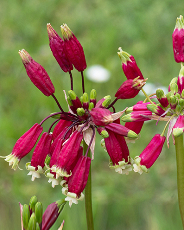 X 100 DICHELOSTEMMA IDA-MAIA 5/+