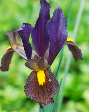 X 100 IRIS HOLLANDICA EYE OF THE TIGER 7/8