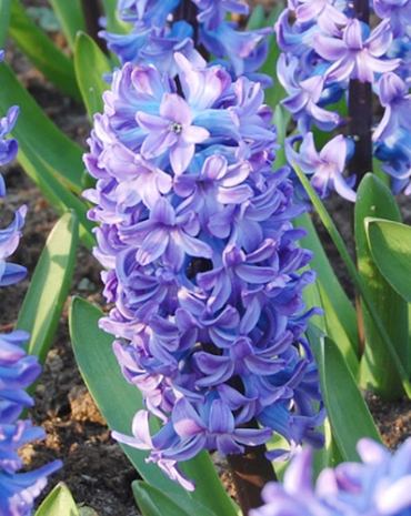 X   50 HYACINTHUS DELFTS BLAUW 17/18