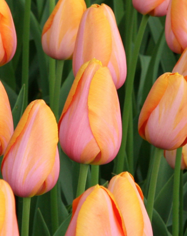 X 100 TULIPA DORDOGNE 12/+