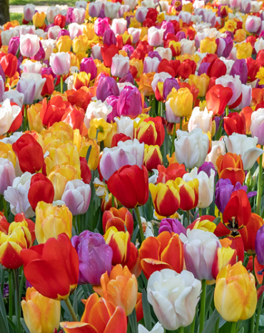 X 100 TULIPA DARWIN HYBRIDE MIX 11/12