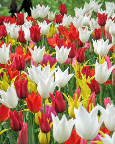X 100 TULIPA LELIEBLOEMIG MIX 11/12