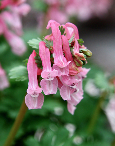 X 100 CORYDALIS SOLIDA BETH EVANS 6/+